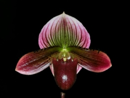 Paphiopedilum Magical Peacock Slipper Zone Little Garry AM/AOS 82 pts.